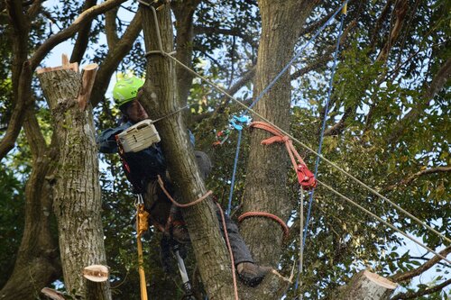 機械が入らない場所で、樹上作業での伐採