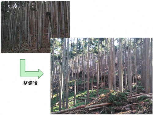 放置された山林を整備後、下草が育成する